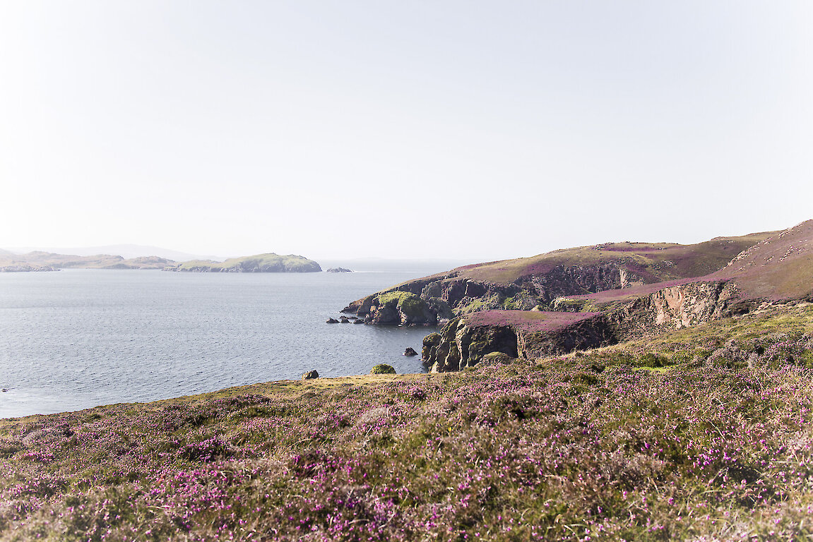 Flowering heather in Shetland