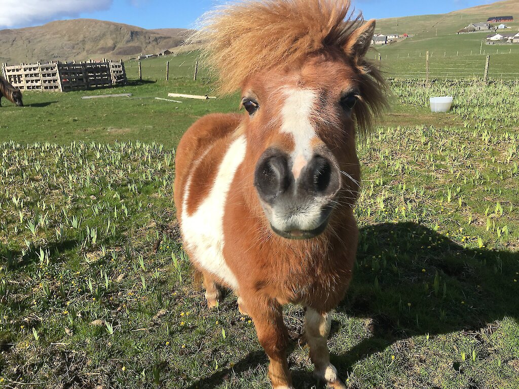 Shetland Pony