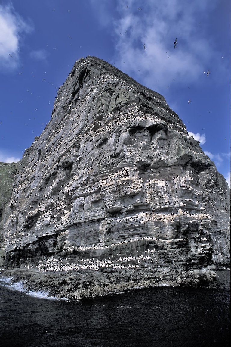 Seabirds-and-Seals highly skilled skipper Brian - gets you real close to the cliffs, almost touching distance when sea conditions allows.