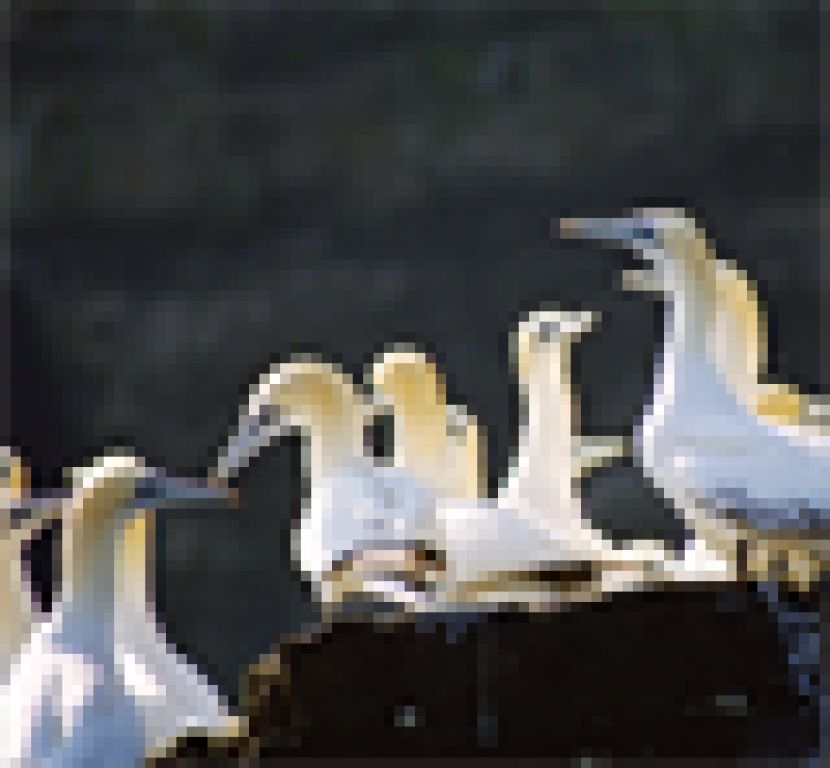 Gannets on the ledges at Noss - we get you real close.