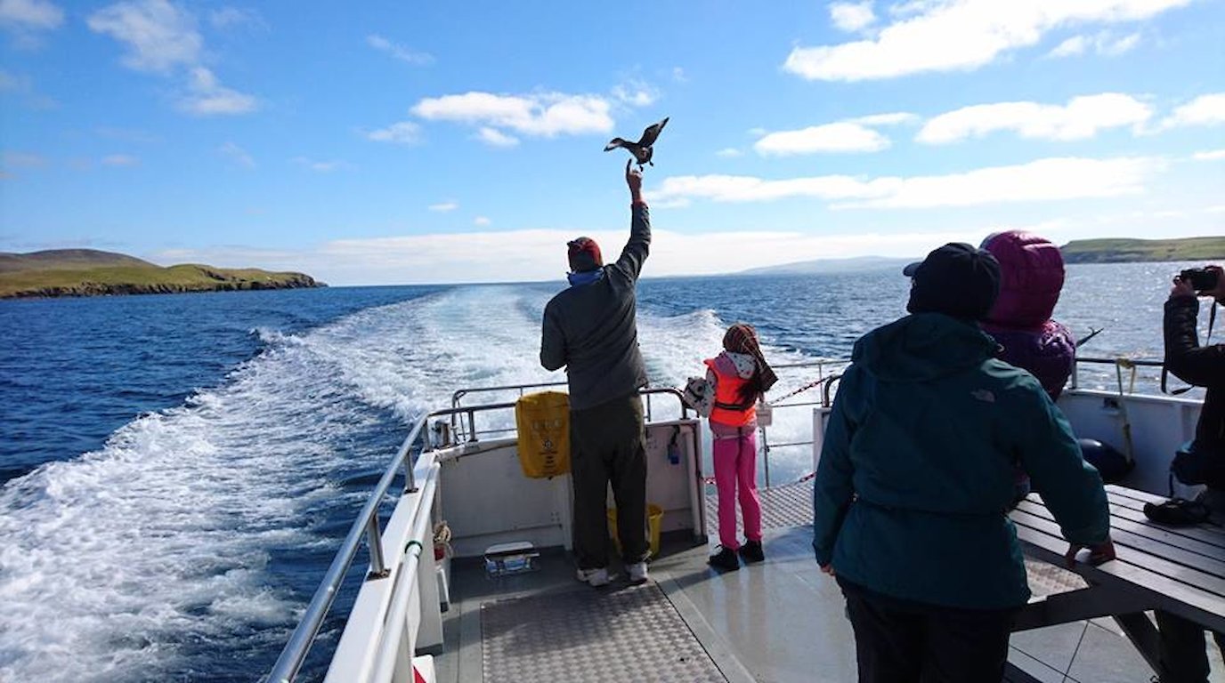 Great Skua(Bonxie) keeping our guests entertained