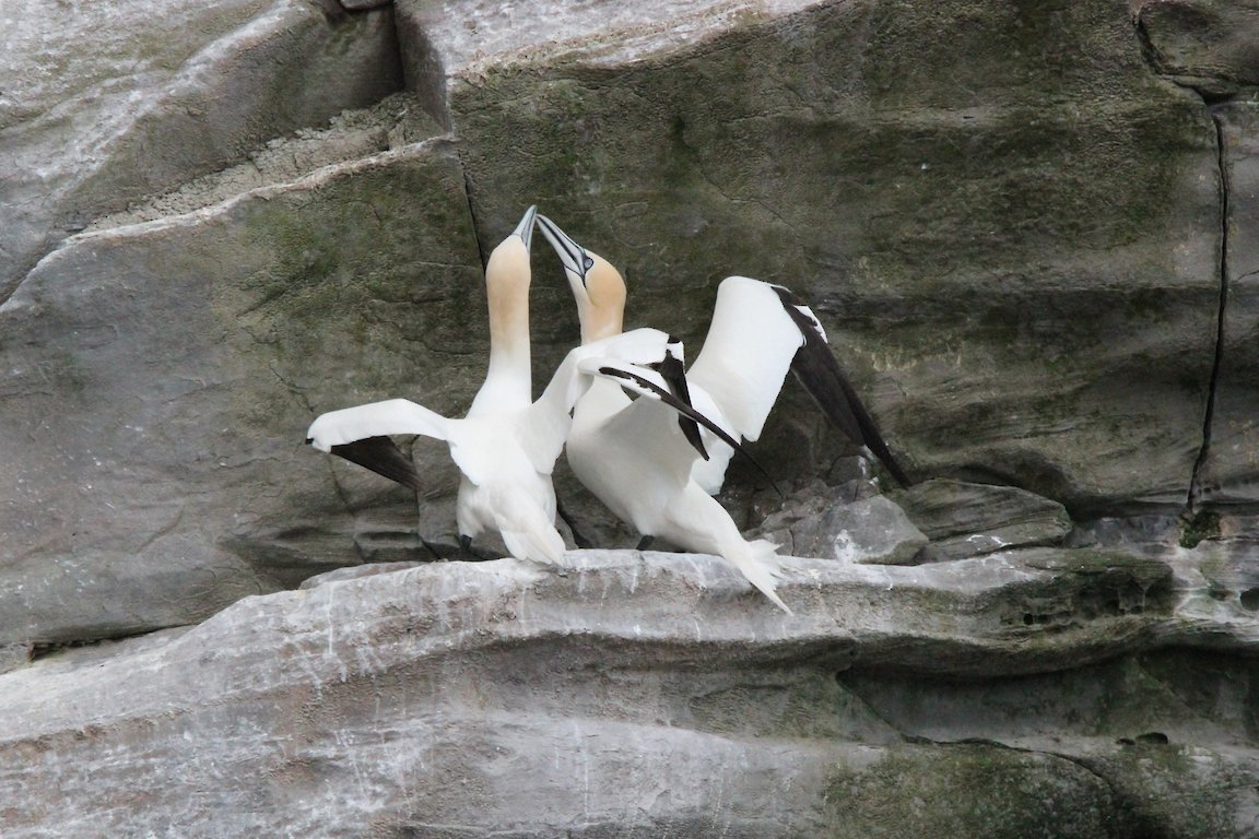 Gannets courtship display