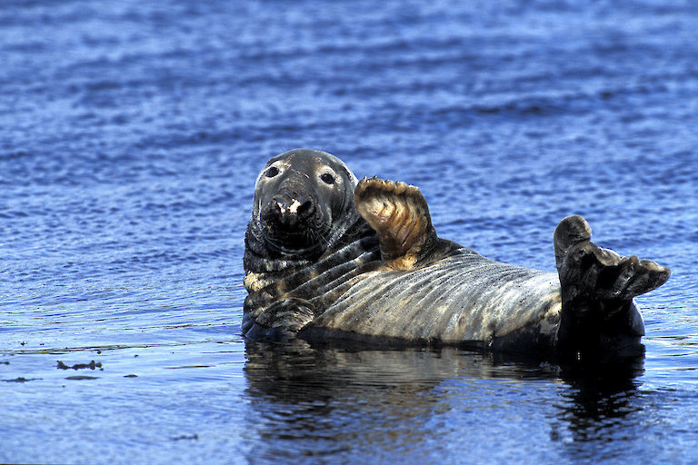 Seal basking in the Shetland sun.