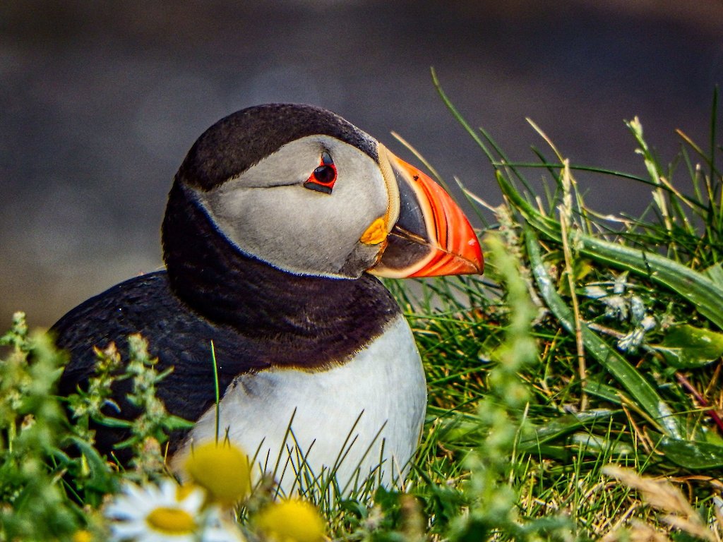 Puffin at Sumburgh Head