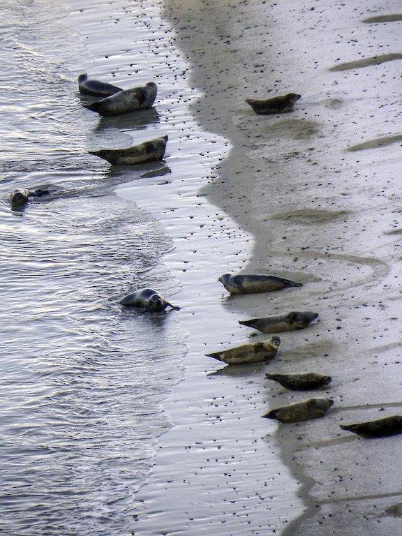 Common seals on Rerwick beach.