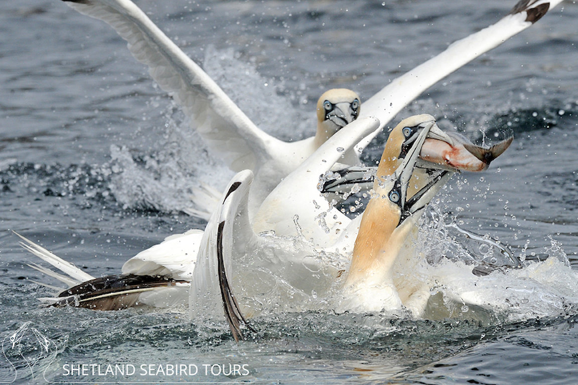 Shetland's #1 NOSS WILDLIFE BOAT