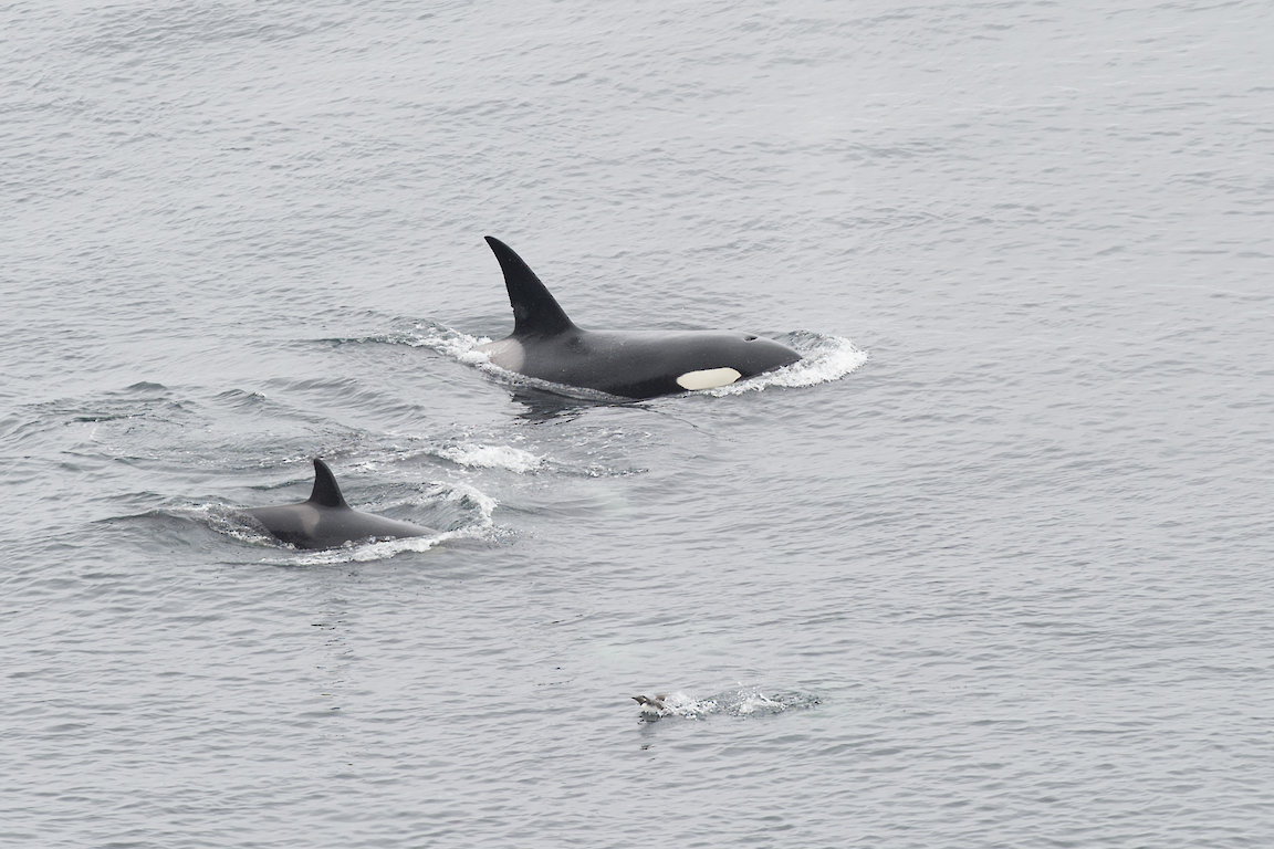 Shetland's #1 NOSS WILDLIFE BOAT