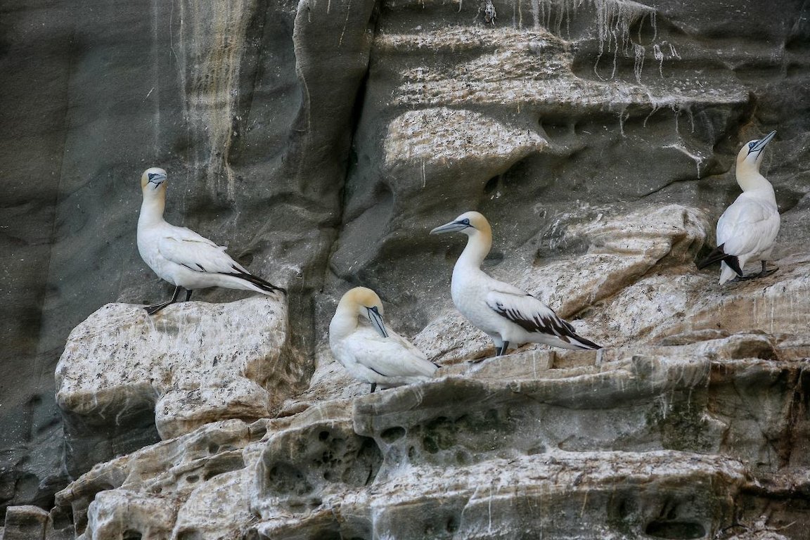 Gannets on the cliffs of Noss Image credit: VisitScotland/Paul Tomkins