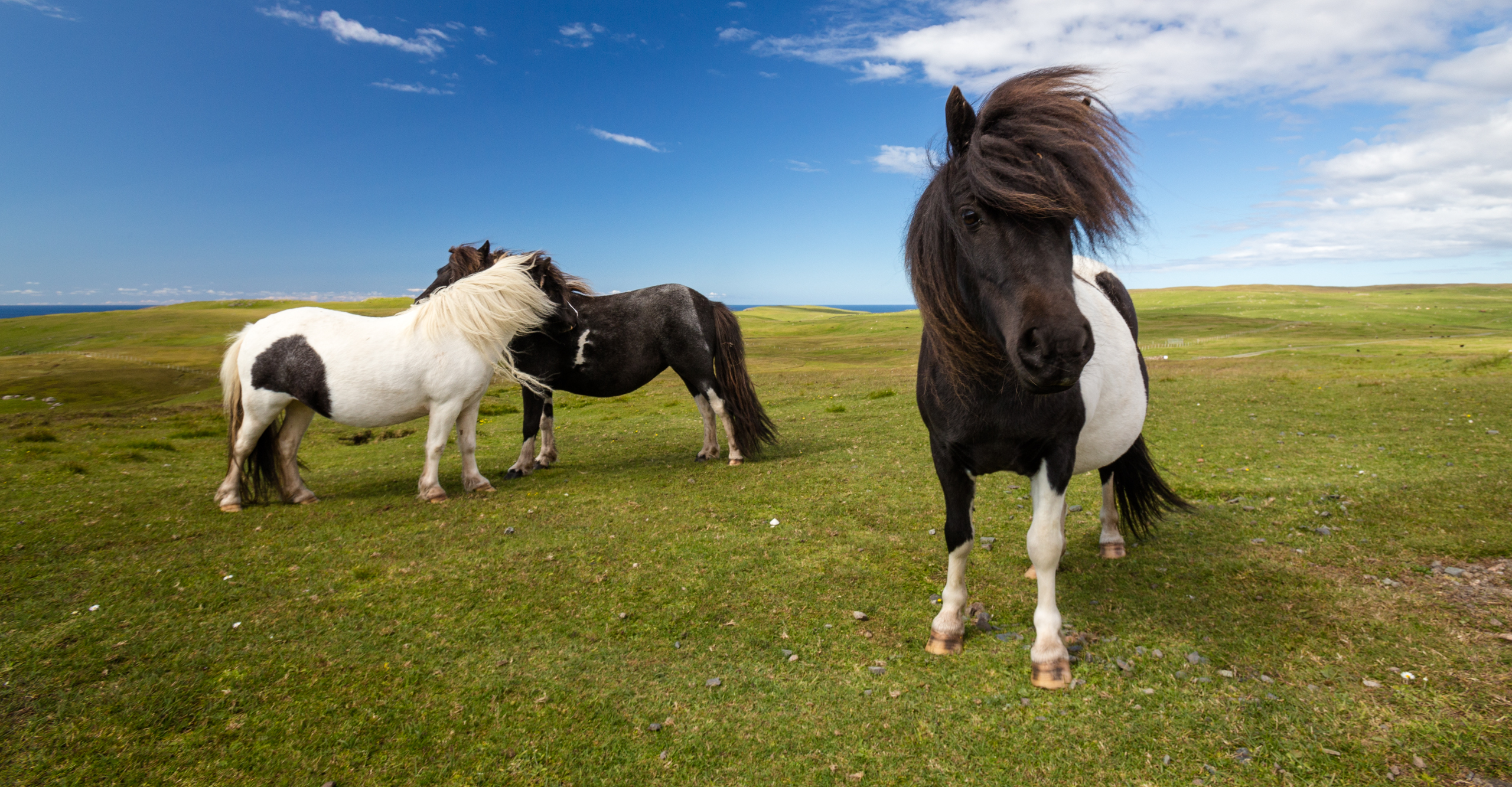 shetland ponies wildlife visit