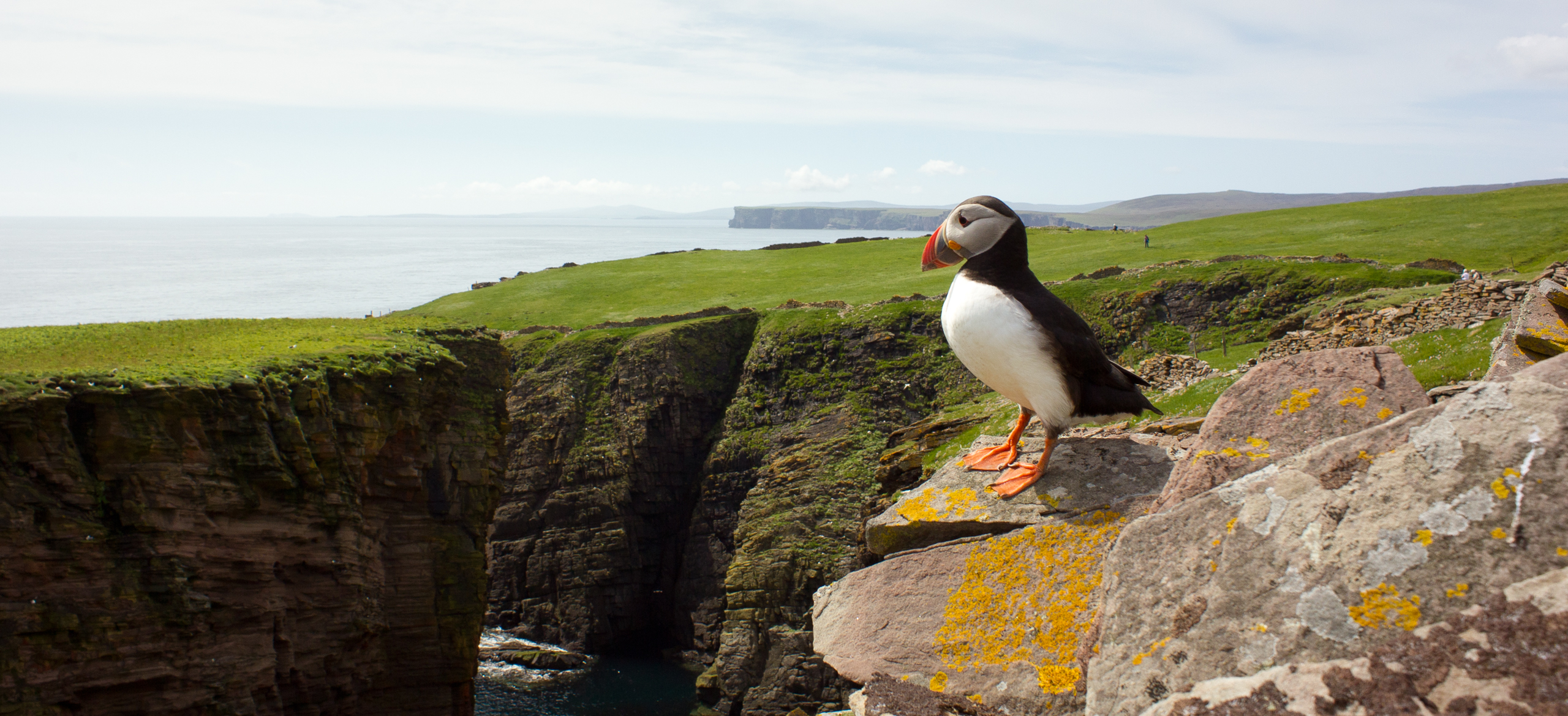 Noss and bressay cruise image